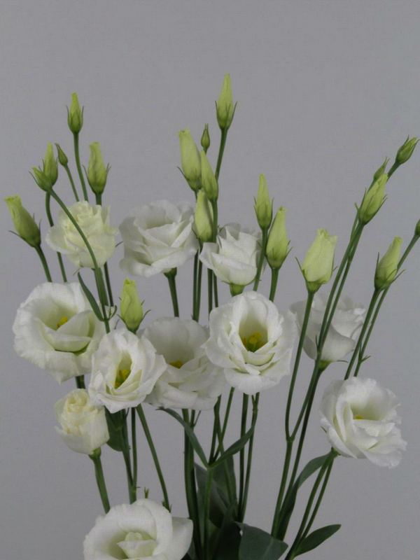 Lisianthus Eustoma