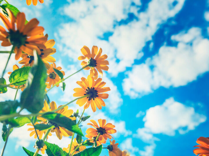 plantas-que-pureifican-el-aire