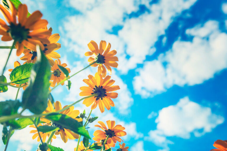 plantas-que-pureifican-el-aire