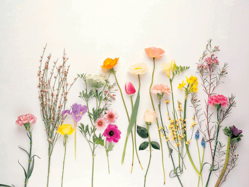 floristeria-picris-flores-de-temporada