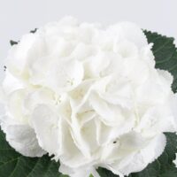 Hortensia Blanca