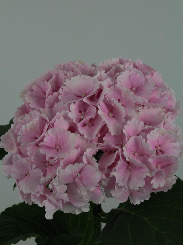Hortensia - Hydrangea