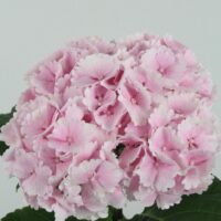 Hortensia color rosa