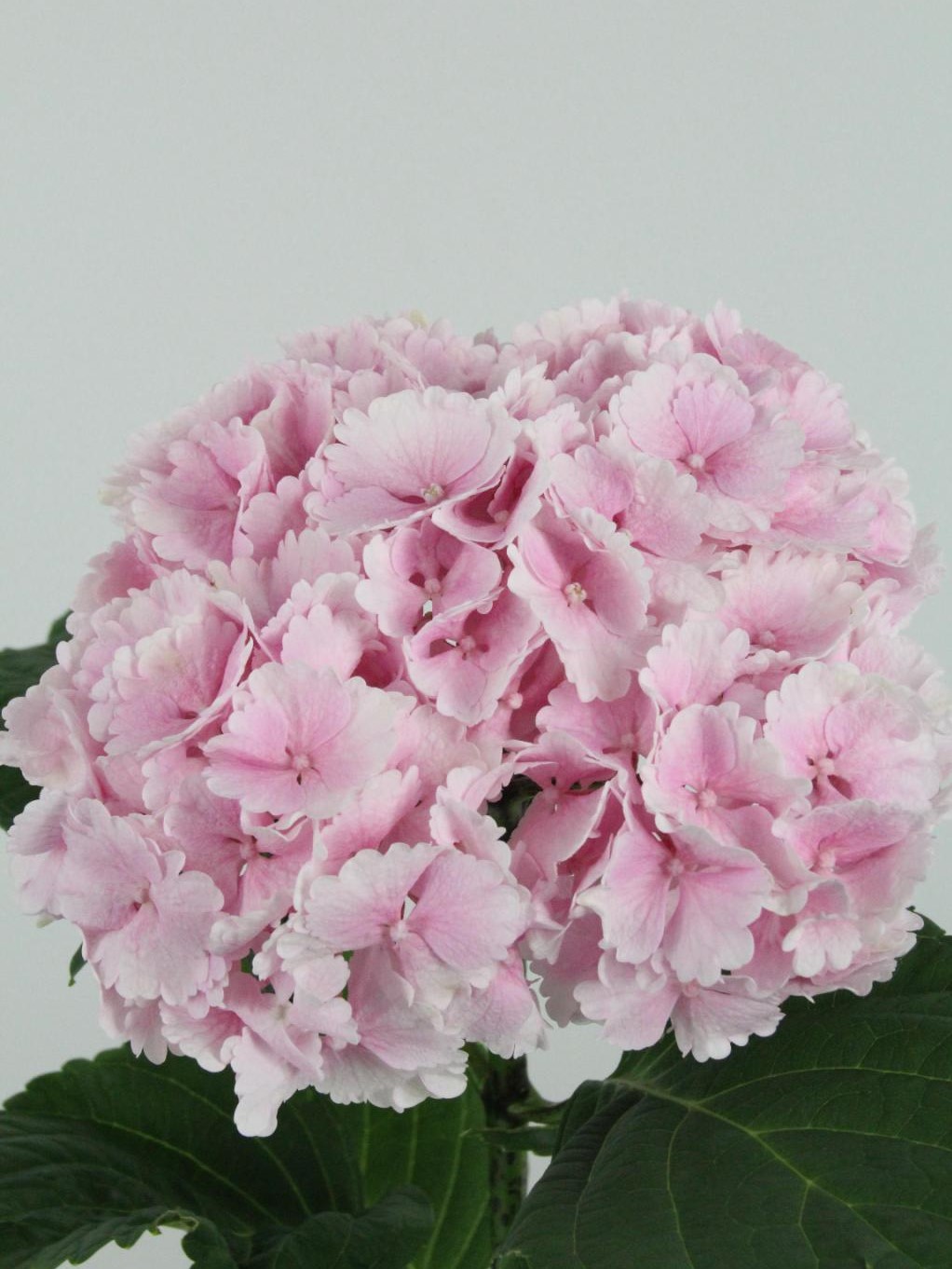 Hortensia color rosa