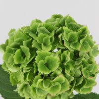 Hortensia Verde