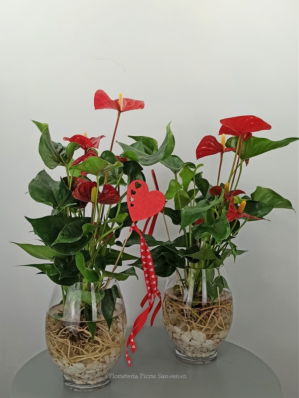 Planta para Regalo Anthurium en Agua | Picris