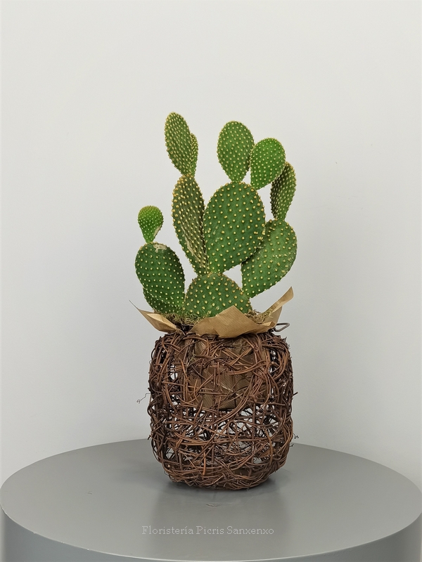 Cactus para regalar