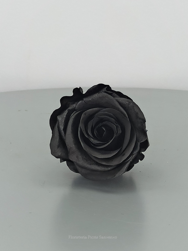 Rosa negra preservada