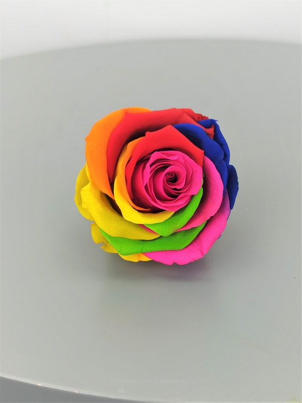 Rosa Rainbow