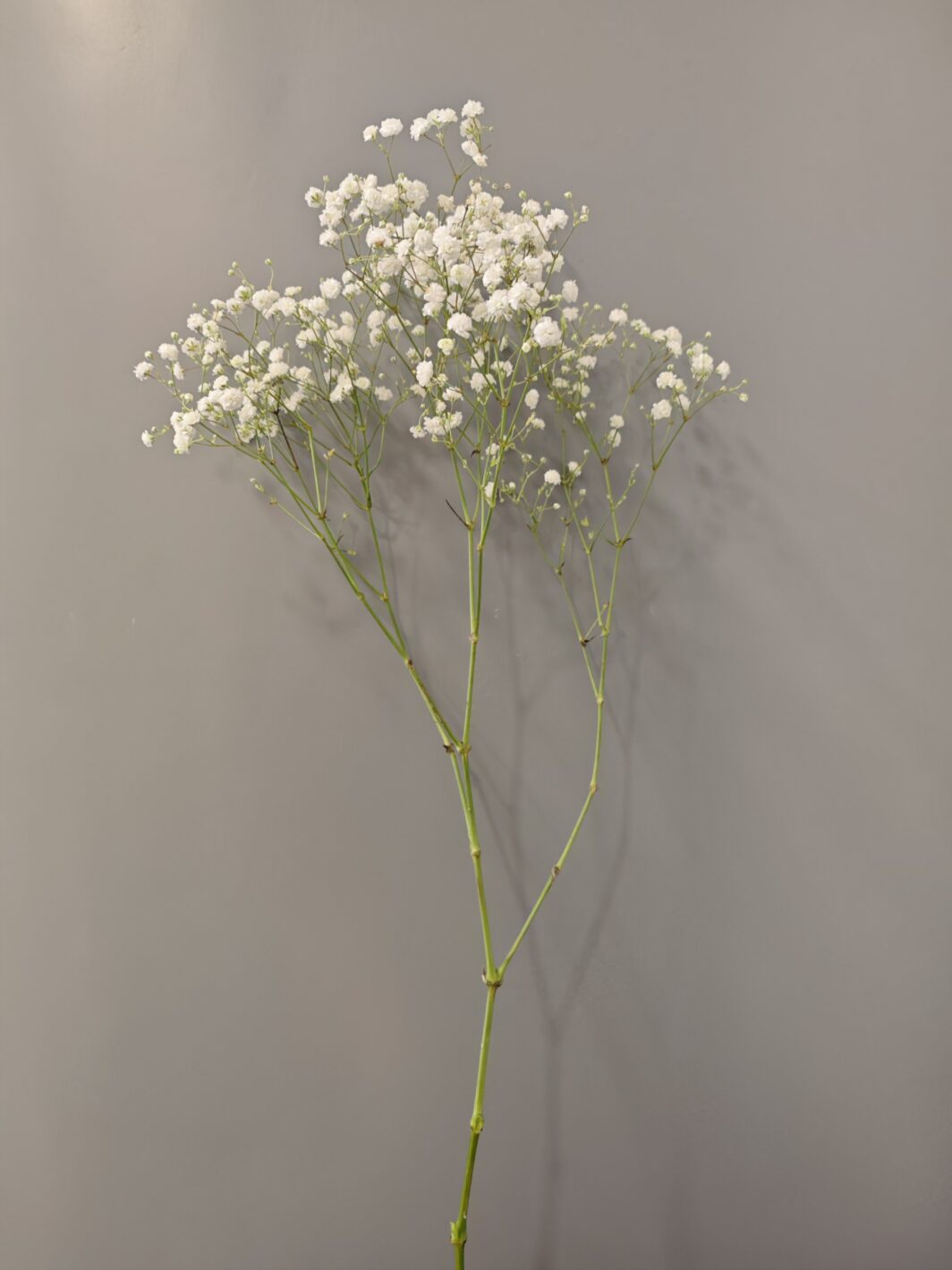 Paniculata Teñida - Imagen 3