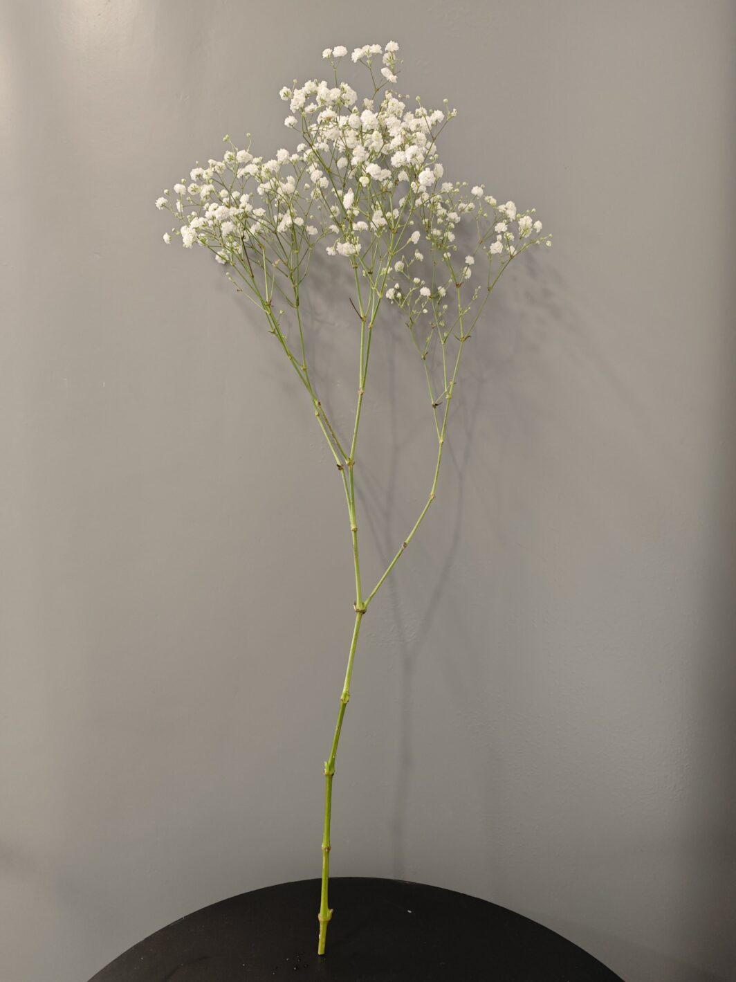 Paniculata - Imagen 2
