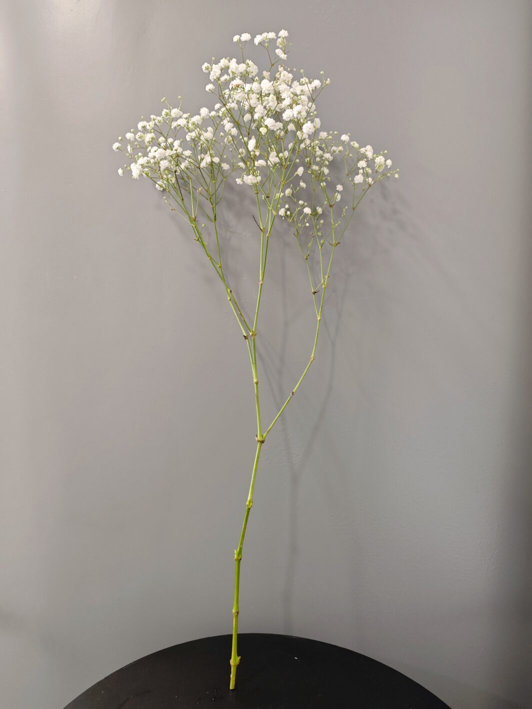 Paniculata - Imagen 3