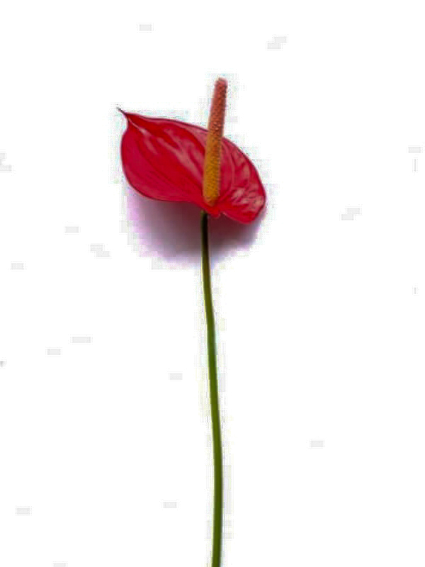 Anthurium