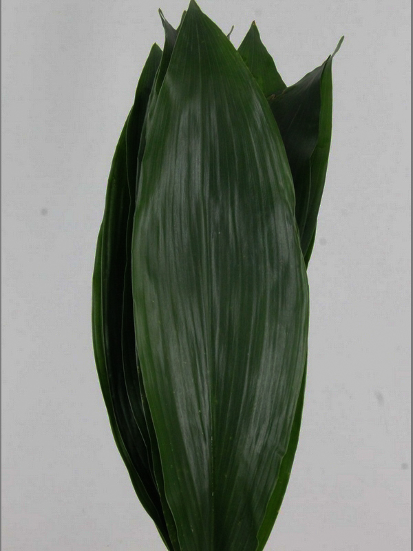 Hoja Aspidistra