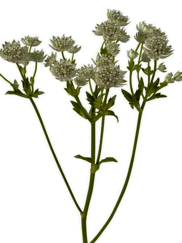 Astrantia