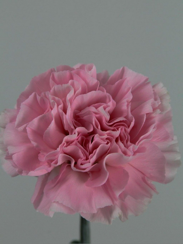 Clavel