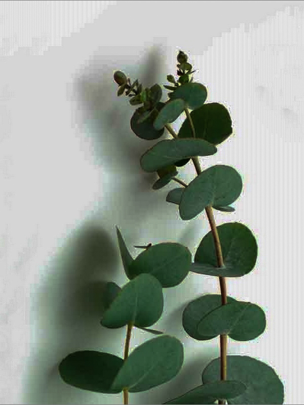 Rama Eucalipto