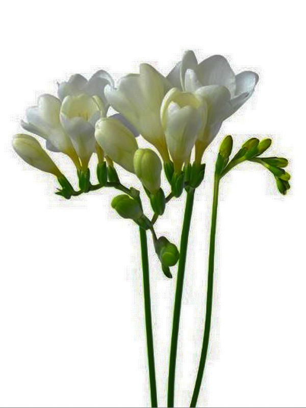 Freesia