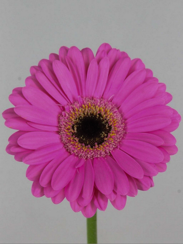 Gerbera Mini