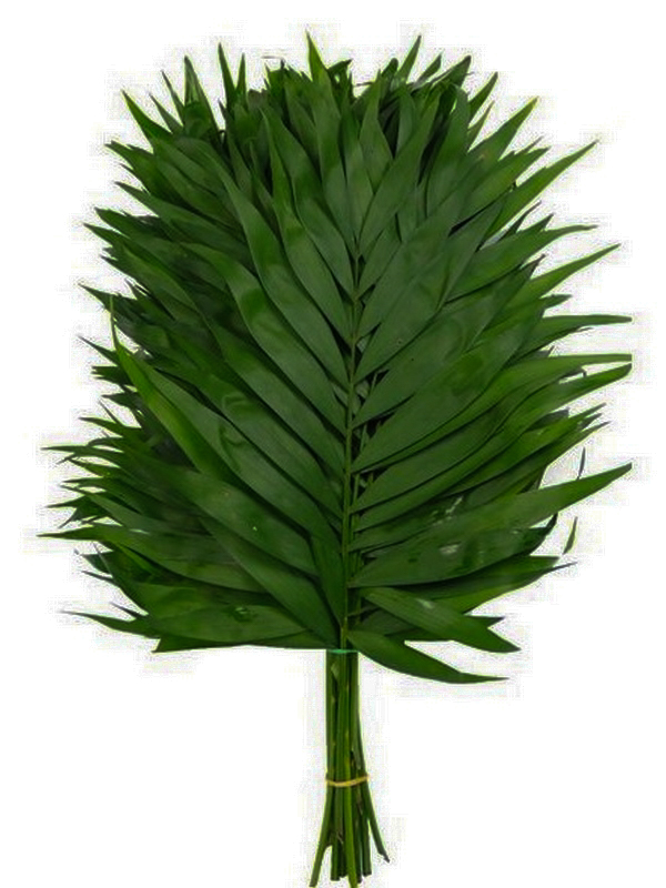 Hoja Helecho Chico