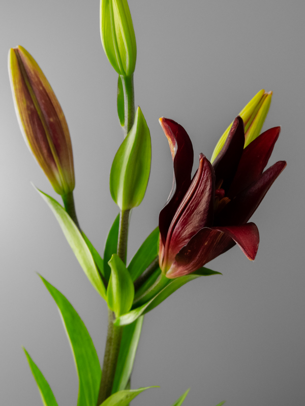 Lilium