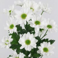 margarita blanca