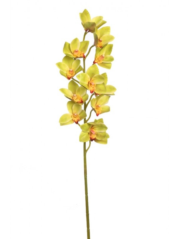 vara orquidea cymbidium