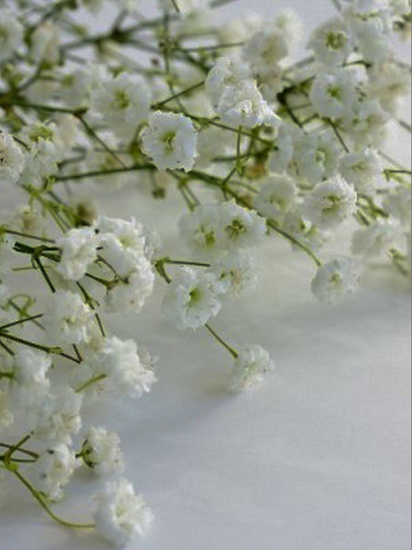 Paniculata
