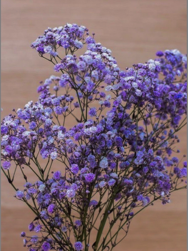 Paniculata Teñida