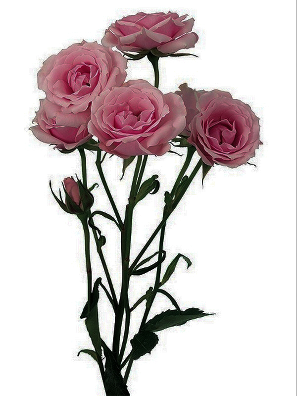 Rosa Spray