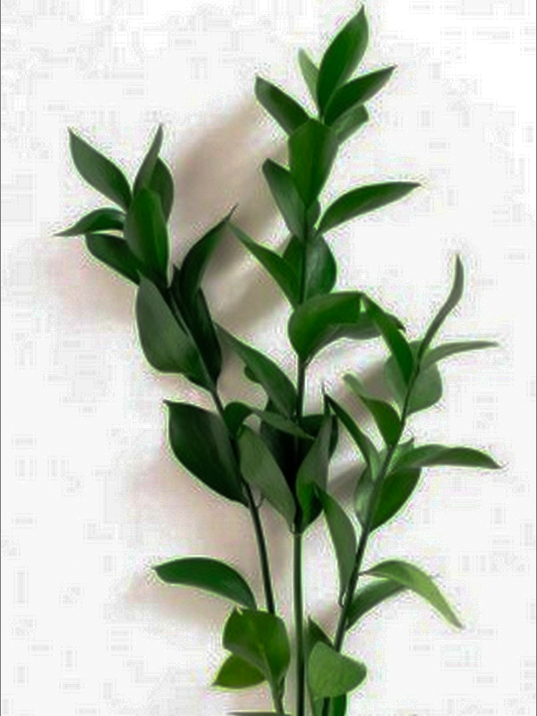 Rama Ruscus