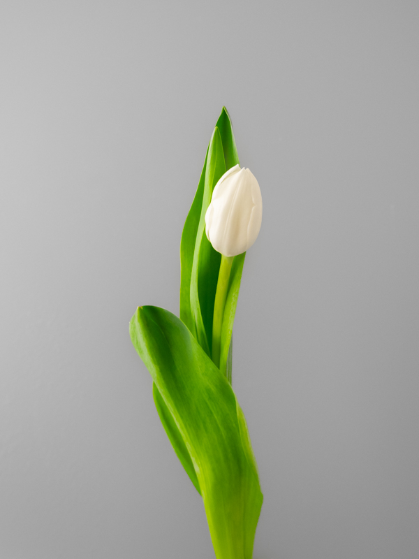Tulipán