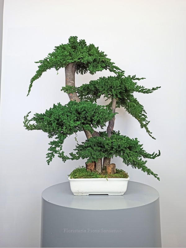 bonsai grande preservado