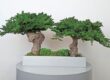 bonsai preservados duo