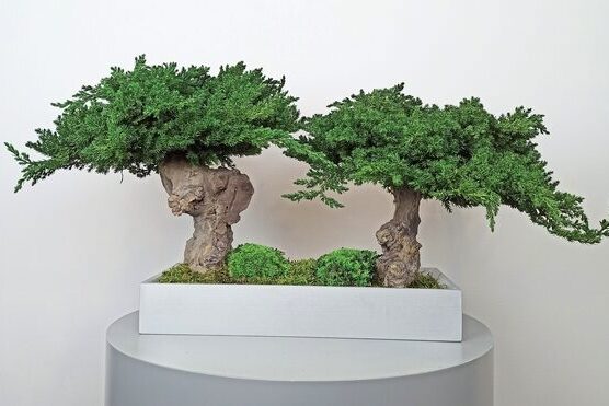 bonsai preservados duo bonsai preservados duo
