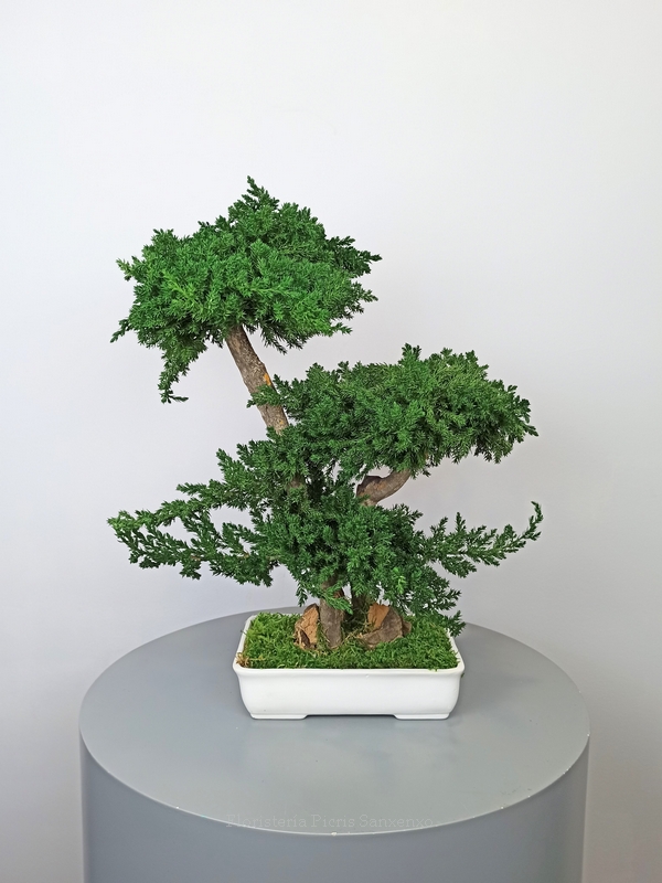 bonsai preservado mediano