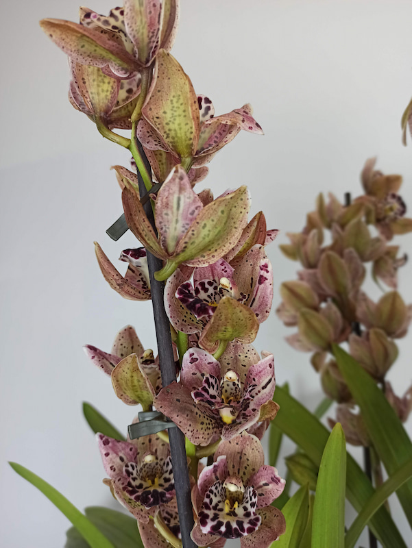 Orquidea Cymbidium Especial - Regalo Top para tu Madre. Compra online!