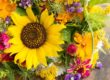 flores de verano
