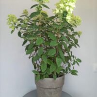 Hortensia Paniculata - Imagen 4