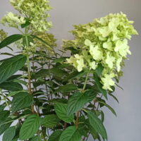 hortensia paniculata flor comprar