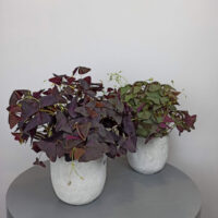 Oxalis o Trébol Morado - Imagen 4