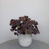 OXALIS TREBOL MORADO