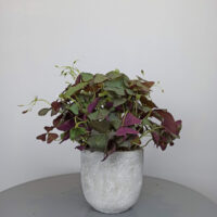 Oxalis o Trébol Morado - Imagen 3