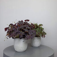 Oxalis o Trébol Morado - Imagen 2
