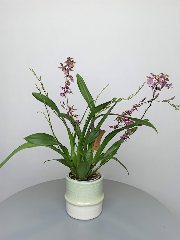 Orquidea Chocolate - Plantas y flores en Sanxenxo