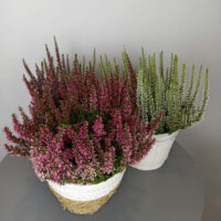 calluna brezo