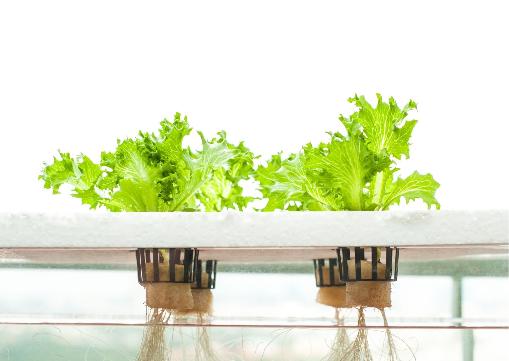 plantas hidroponicas plantas hidroponicas