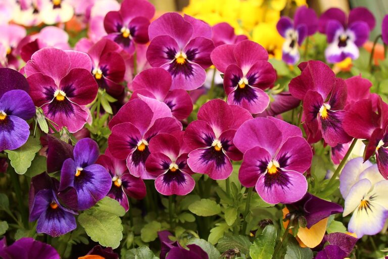 Flores-invierno Flores de invierno