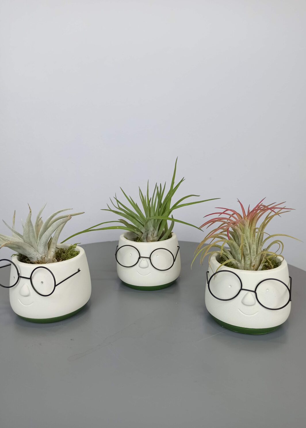 Tillandsia con gafas