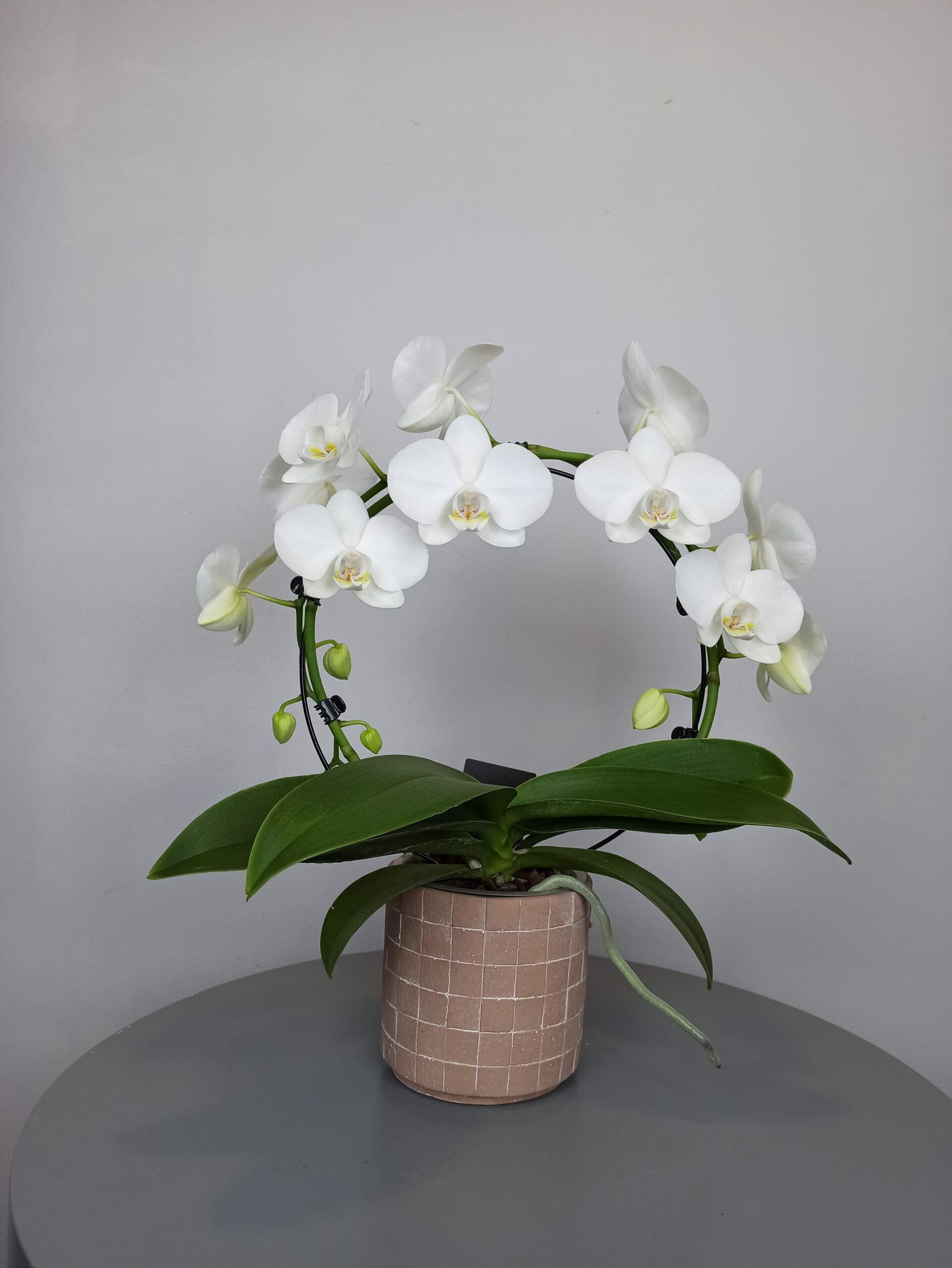 Orquídeas - Entrega domicilio en Sanxenxo, Pontevedra, O Grove